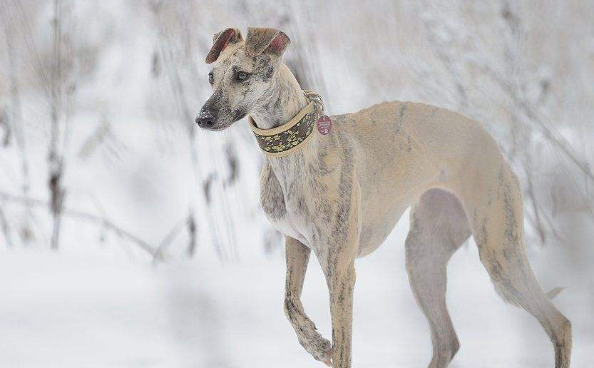 大名鼎鼎的二郎神哮天犬的原型—惠比特犬!