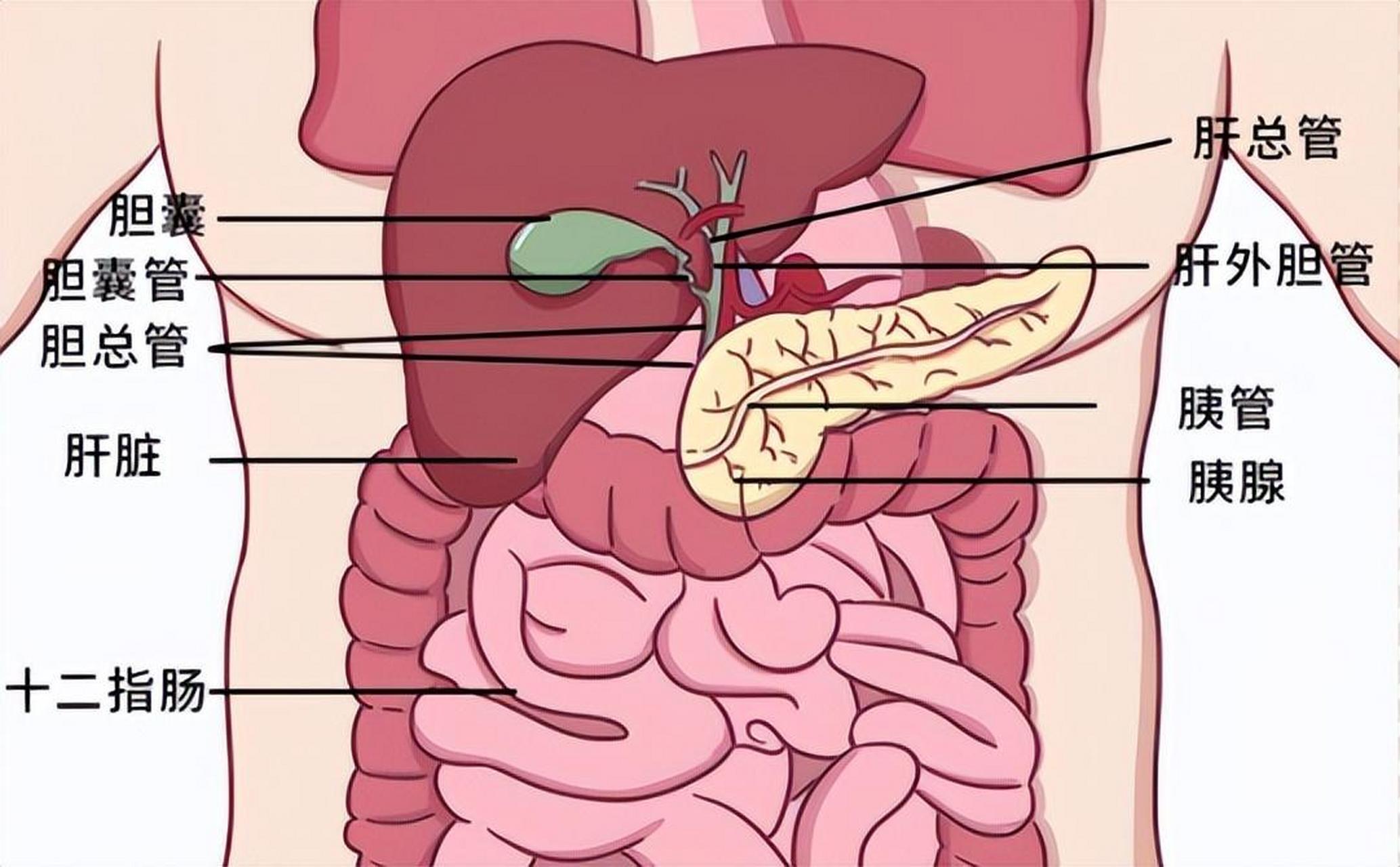 胰腺有癌,吃饭知道?