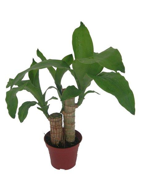 巴西木树桩水培如何养?做好水培和养护,绿意盎然更迷人