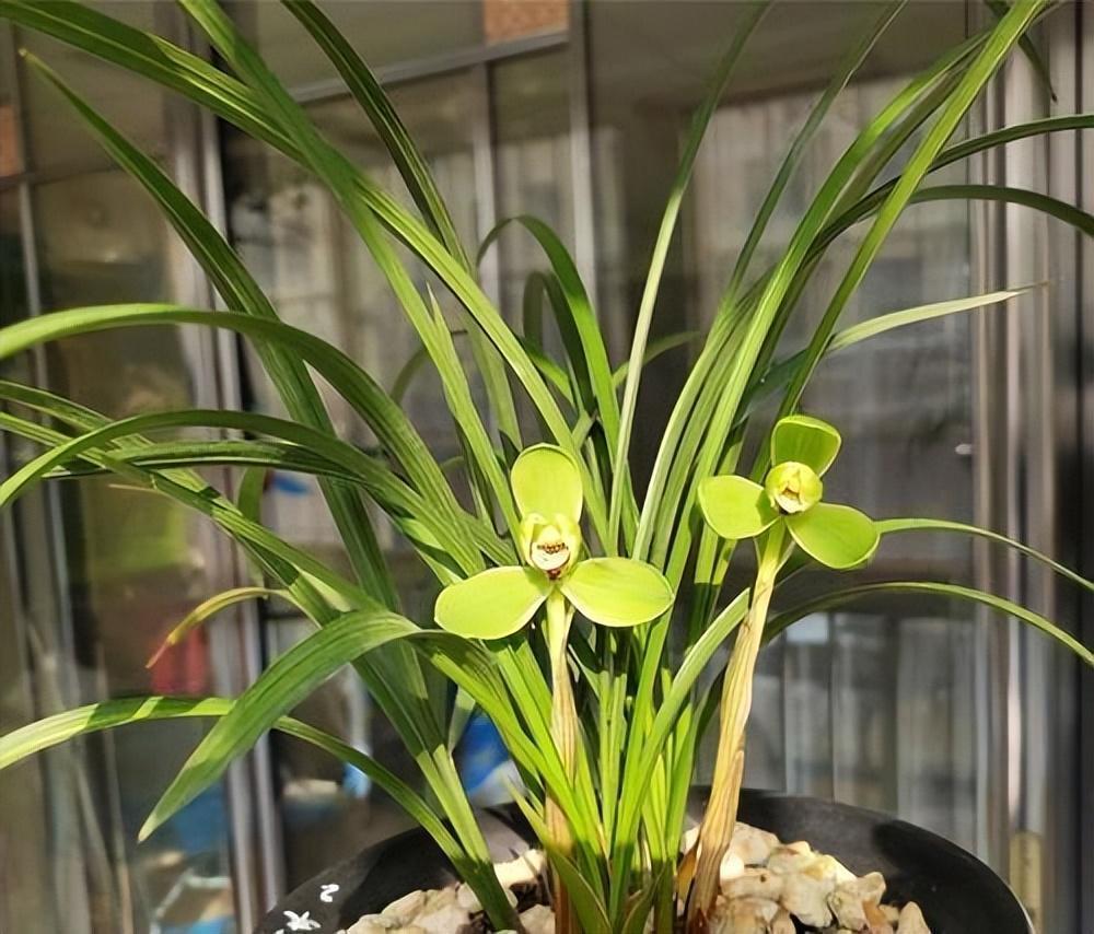 这款"梅瓣兰",适合现在养,开品大气,花美香浓真带劲