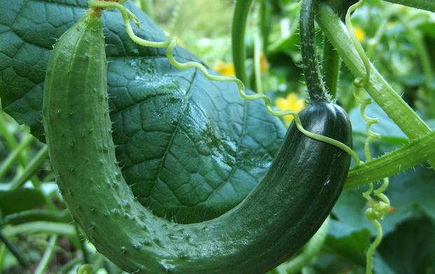 夏黄瓜什么时候种?想要黄瓜结得多,品质好,有哪些种植技巧?