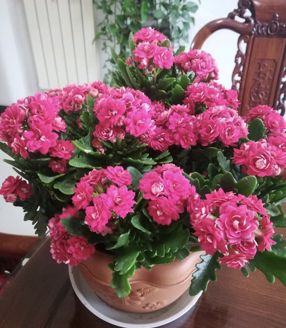 10种"吉祥花",好养又高档,家里养一盆,有花有果寓意好