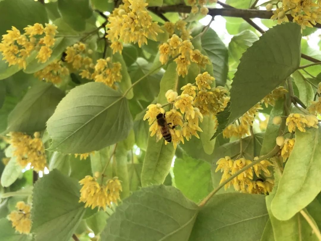 香山云科普|香山公园里的《诗经》植物——杻