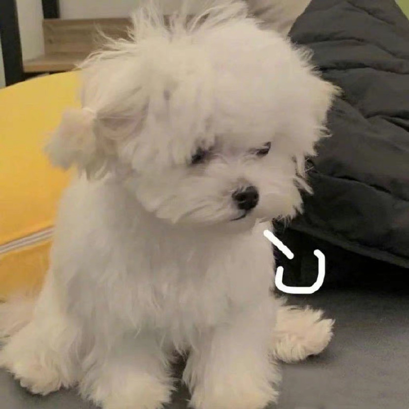 盘点那些很通人性的狗养到就是赚到别说没告诉你