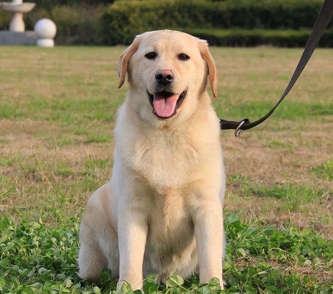 拉布拉多能活几年?有这6个特征的它,已经算是老狗了