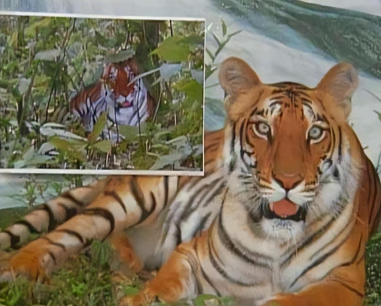 回顾那个因拍假老虎被判刑2年的陕西农民如今怎样了