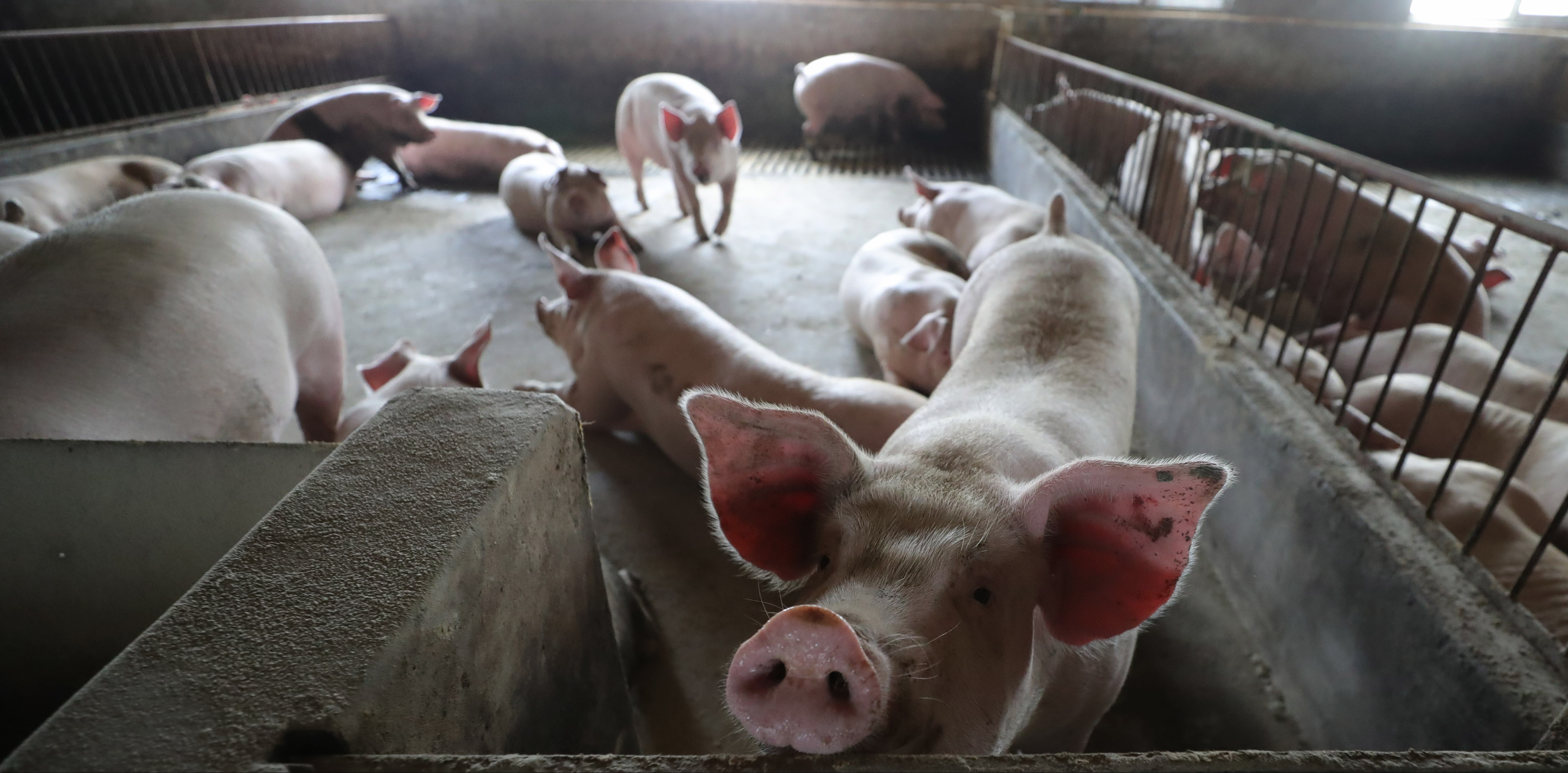 辽宁开原:加快生猪养殖 保障市场供应(1)