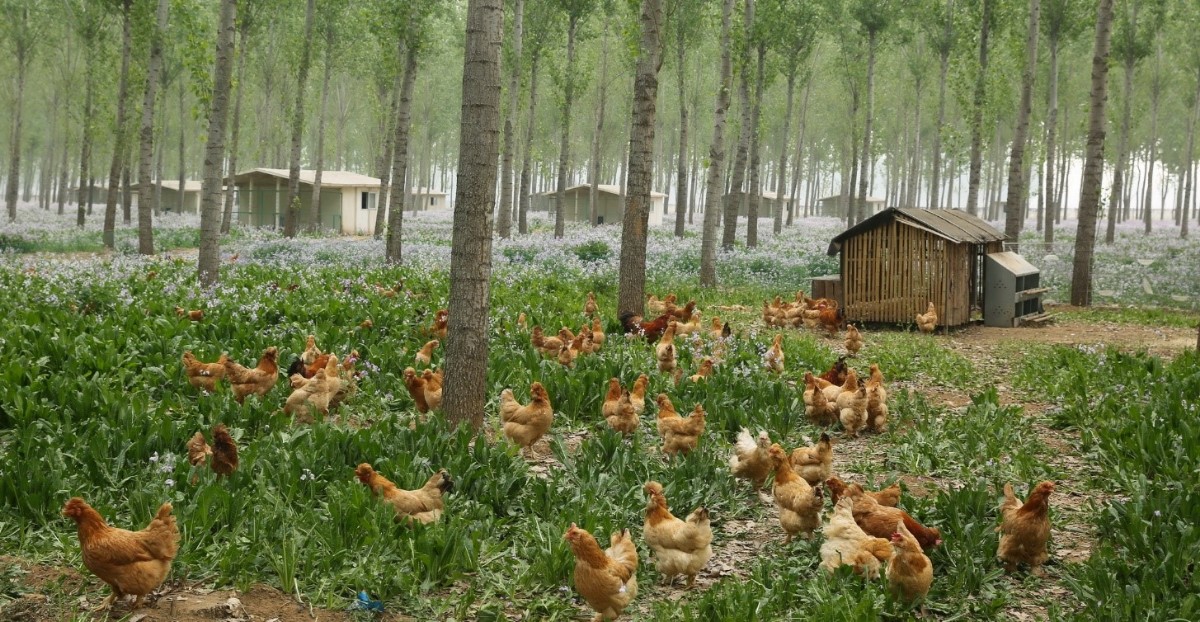 北京油鸡|头顶冠，嘴长须，脚生羽！北京油鸡获国家地理标志保护认证