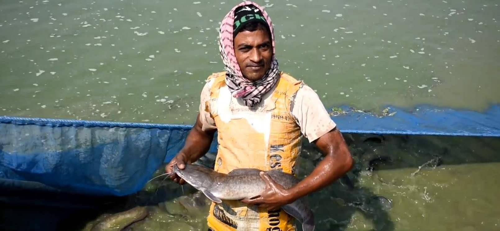 恒河鲶鱼激增,拿恒河水当矿泉水的印度人,为啥不敢吃恒河鲶鱼?