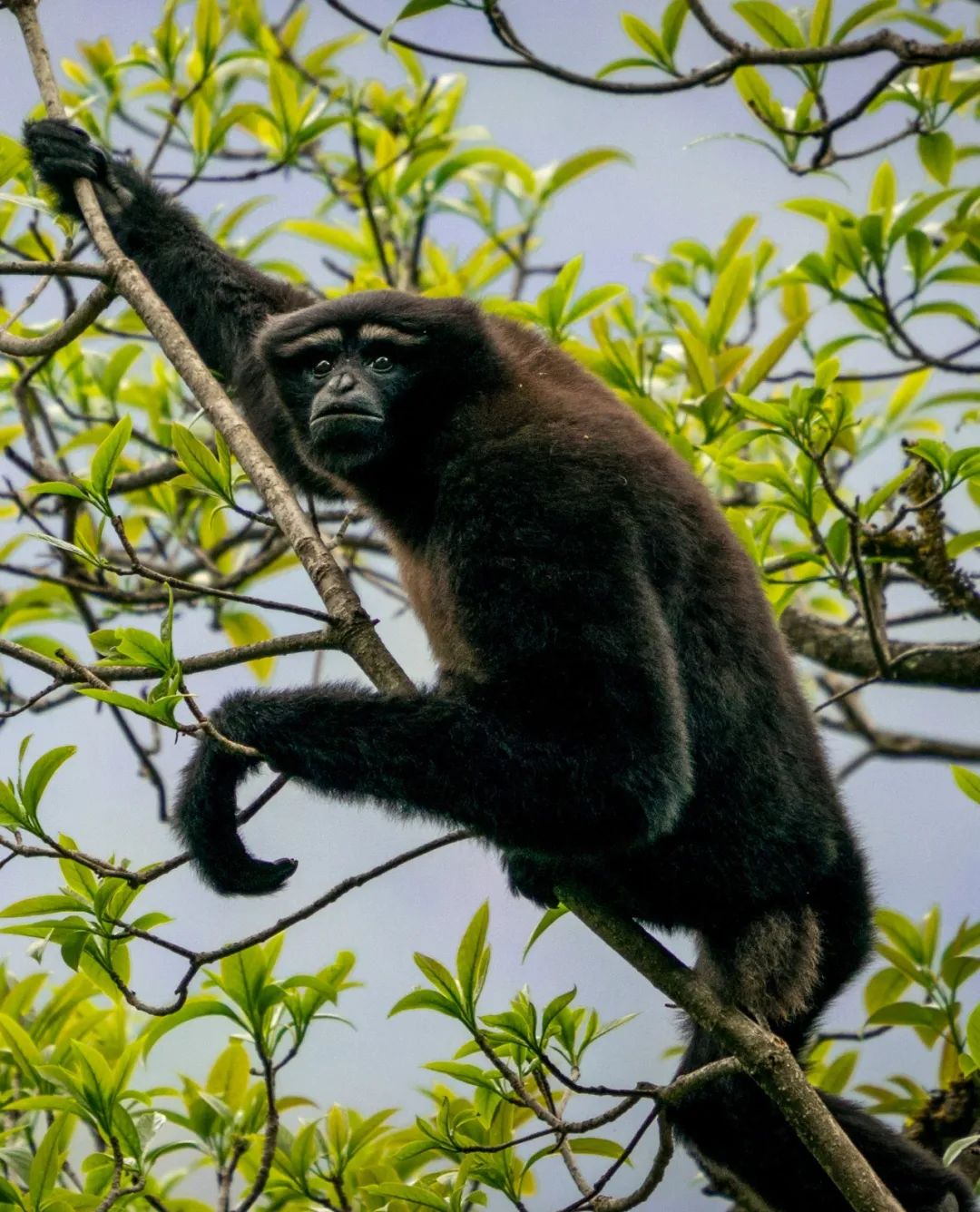以电影角色命名的天行长臂猿