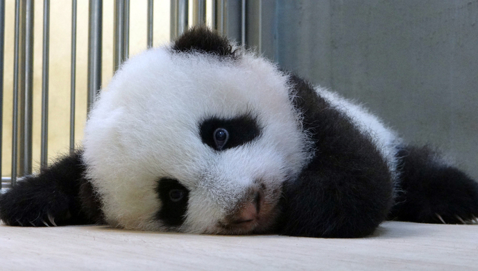 台北动物园给大熊猫"圆仔""圆宝"减肥:一个给窝窝头,一个多运动