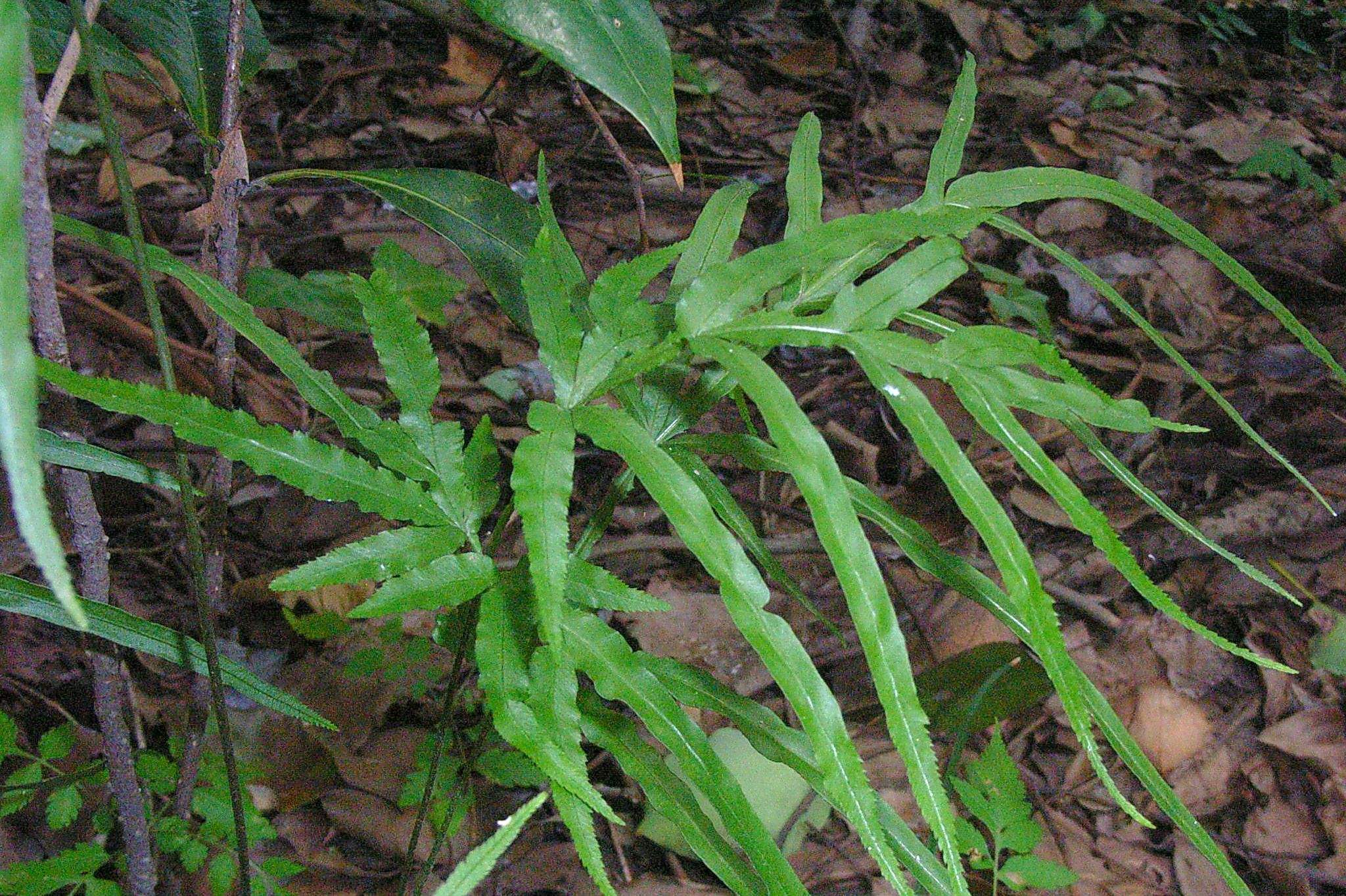 常生于墙角,石头缝中的凤尾草,却是很好的药材,很多人不知道