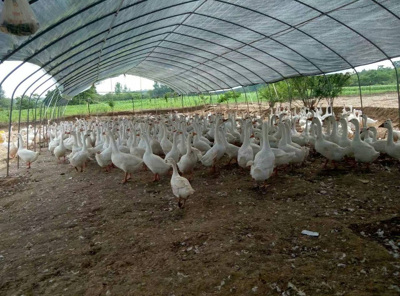 鹅绦虫病症状有哪些?鹅绦虫病的防治措施,这些方法你必须知道!