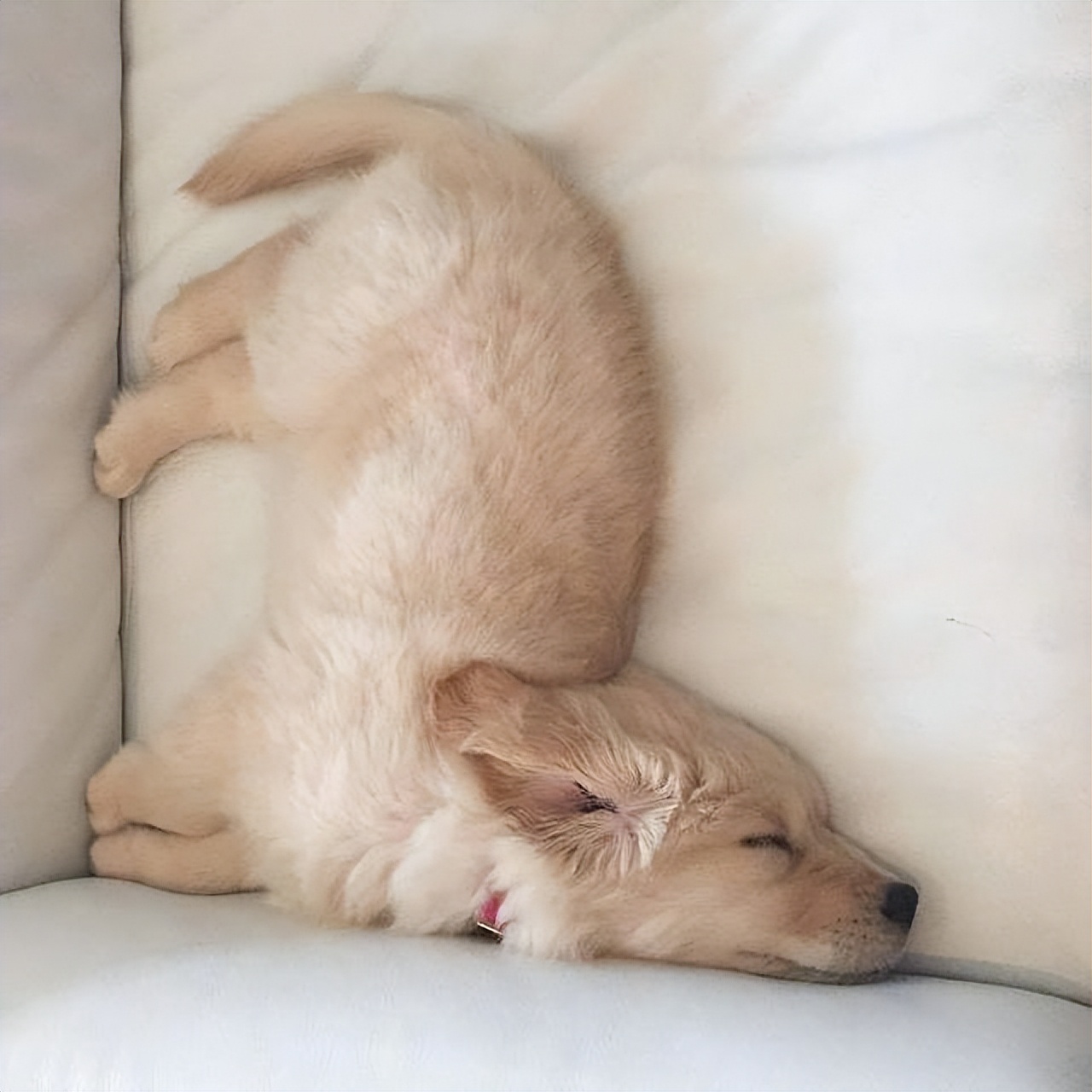 "睡在角落"如果你家狗狗总是喜欢找角落睡觉,要注意了,它其实缺爱了