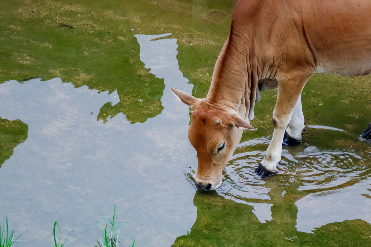 喂完牛多久给喝水最好?牛吃完食什么时候给水?这样做最好