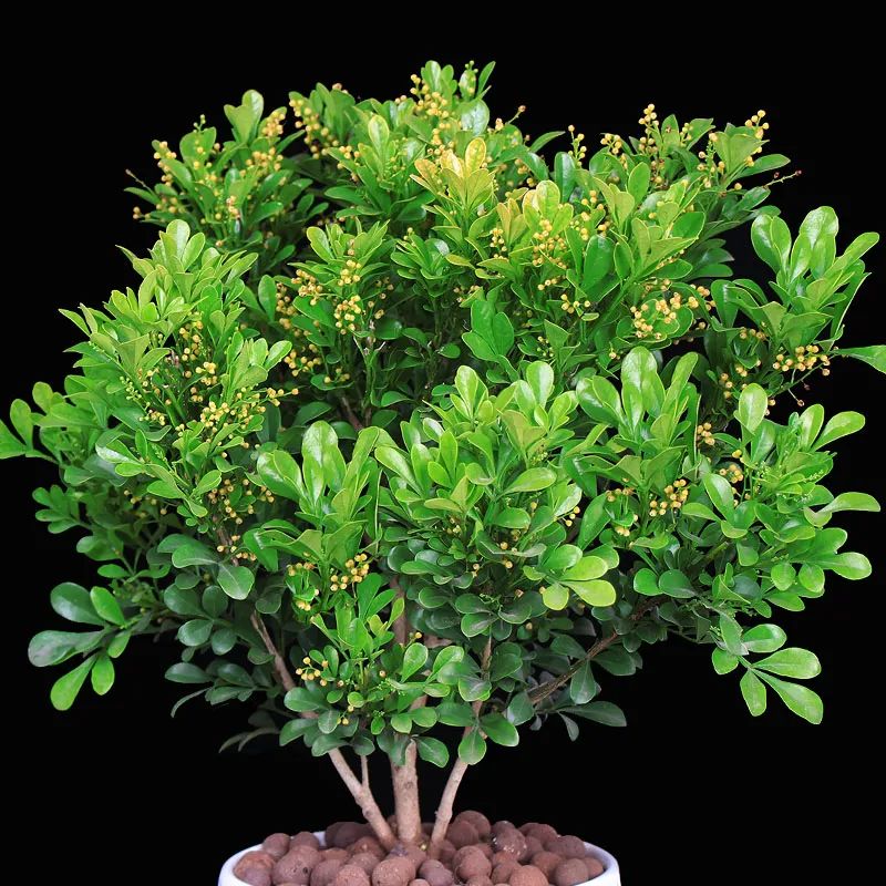 清香四溢曼妙多姿的米仔兰,米兰这么养护,花朵繁茂枝叶油亮