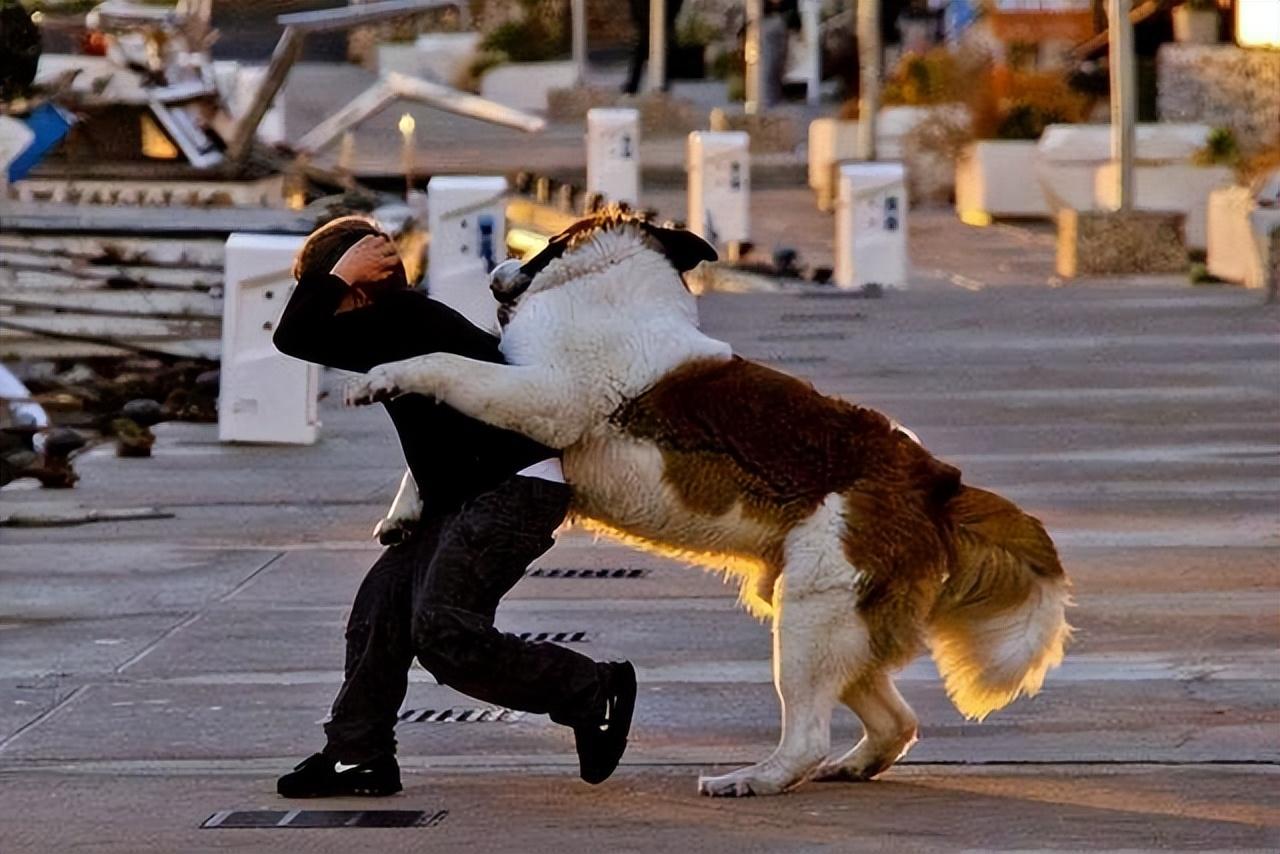 狗撕咬猎物图片