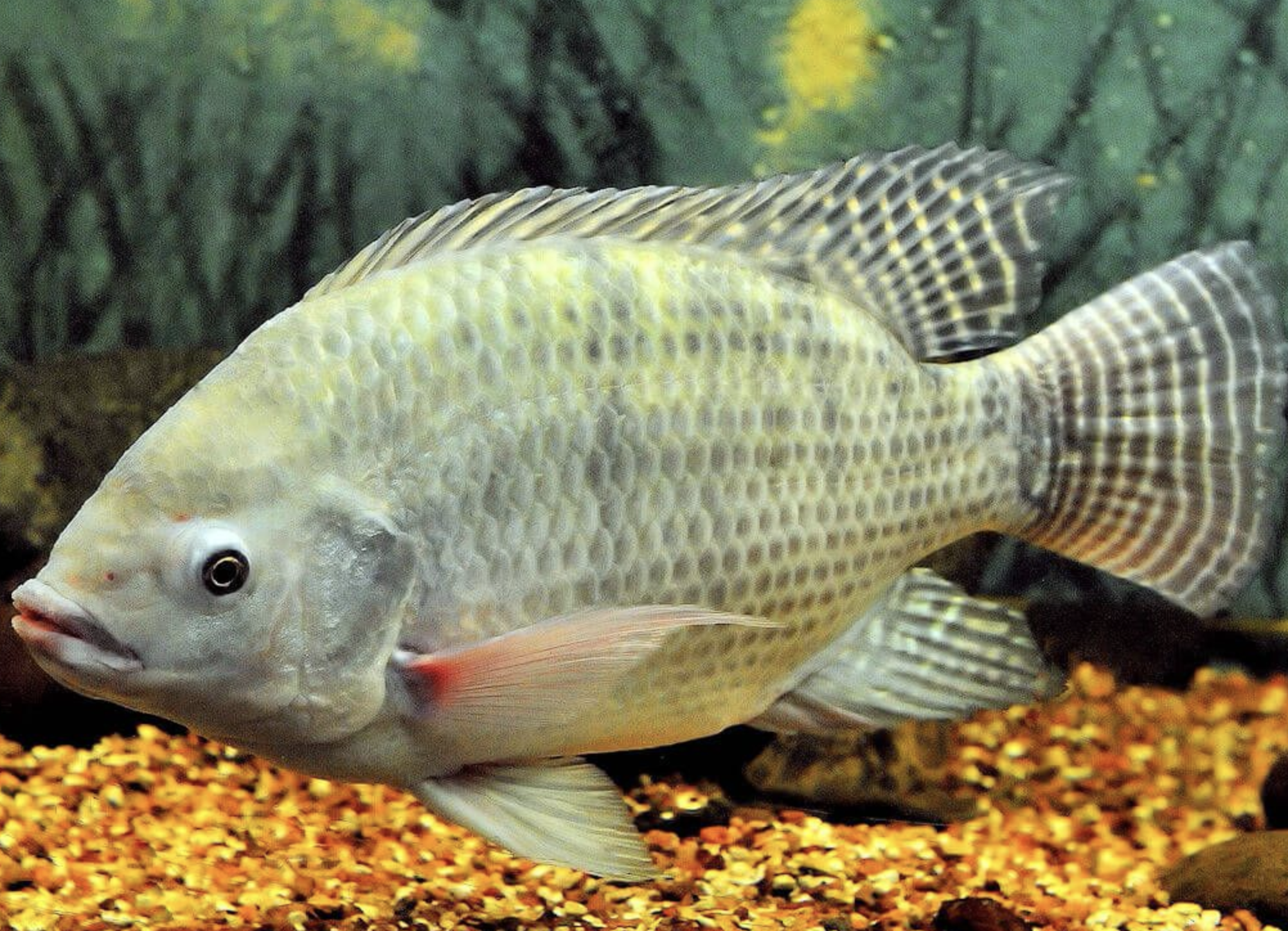 在国外为虎作娼十分嚣张,来到我国却成餐桌美食,被治得服服帖帖