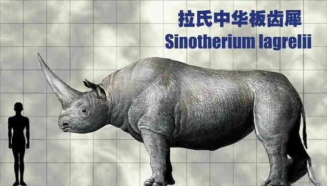 忽略生存年代,板齿犀的实力能否与非洲象一战?为什么?