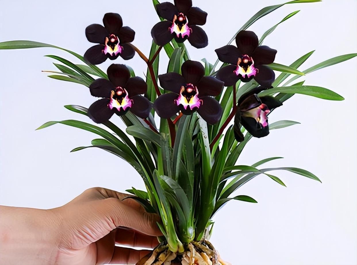 此款"黑色"兰花,极具神秘感,兰香清新,叶姿俊美,值得收藏