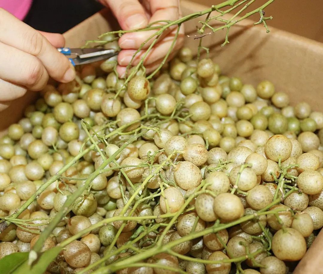 做饭放点鸡皮果,马上有了广西味!