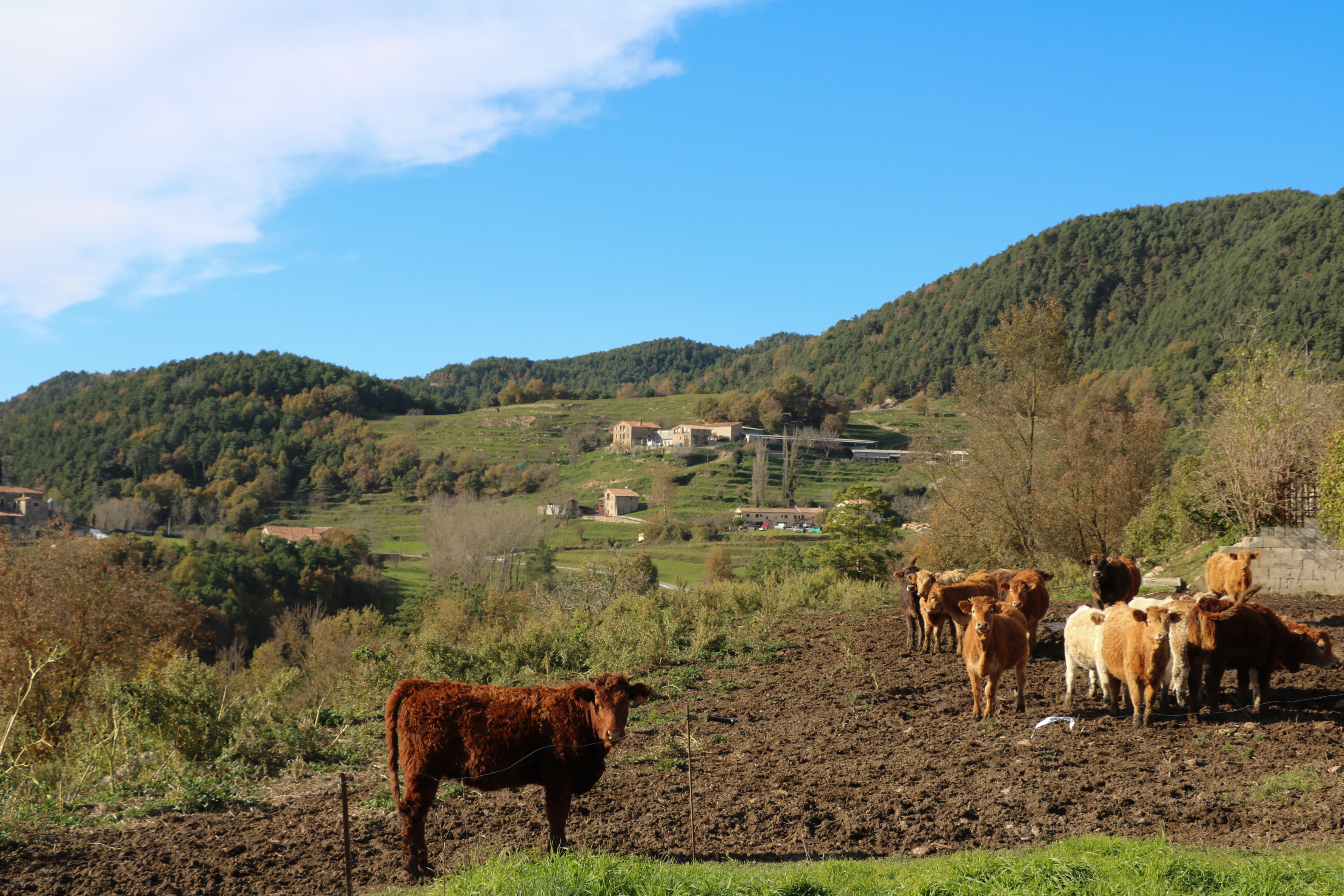 西班牙农场主网络卖货(3)