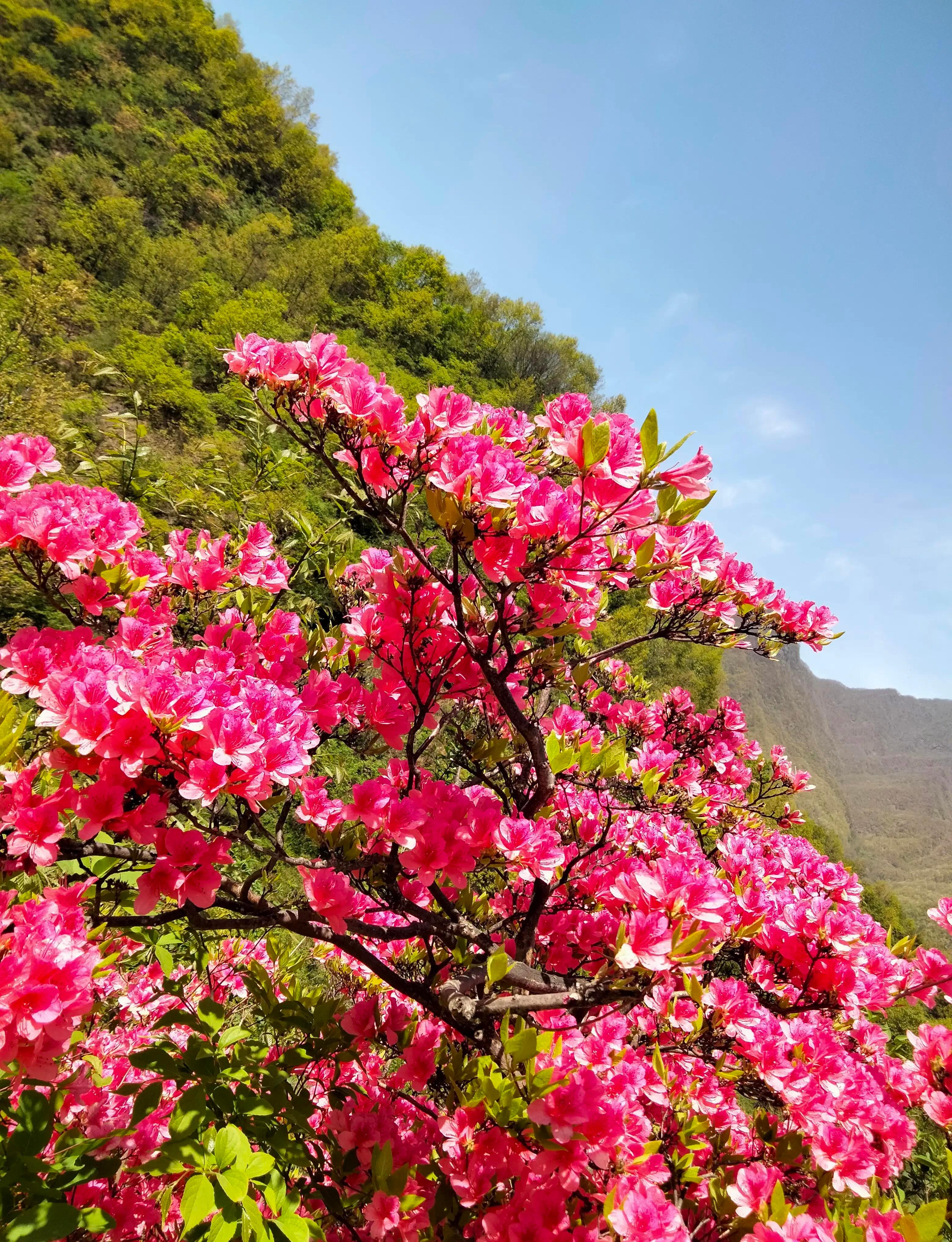 汝阳杜鹃花图片图片