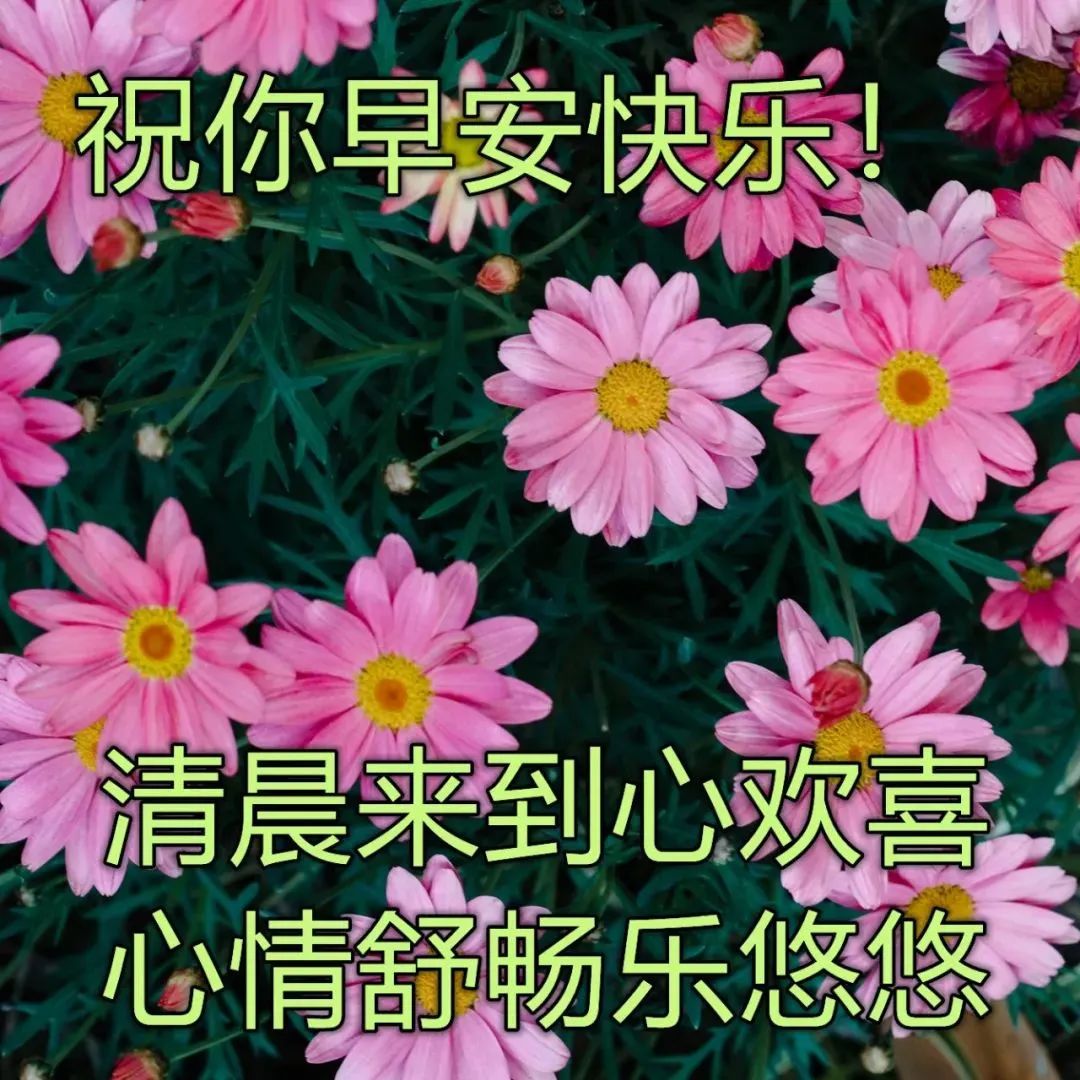 早上好最美鲜花 祝福图片