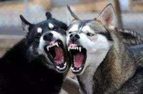 哈士奇混入狼群称王,娶最美母狼还当了爹,网友:走上了狗生巅峰