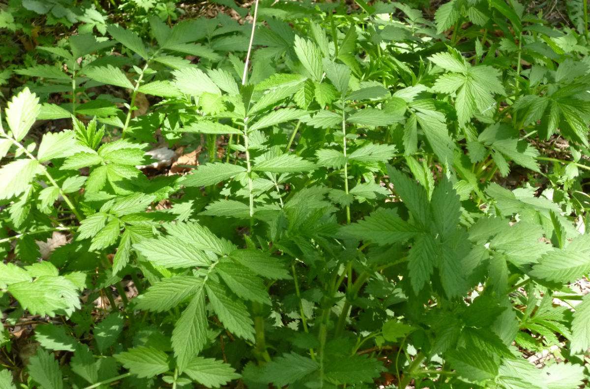 农村这种野草,人称仙鹤草,龙芽草,嫩叶可食用,用途非常广泛