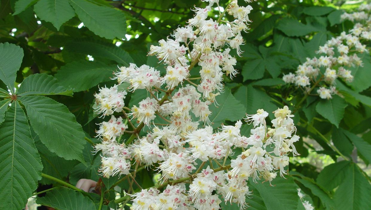 马栗是什么植物?马栗树的特点是什么?