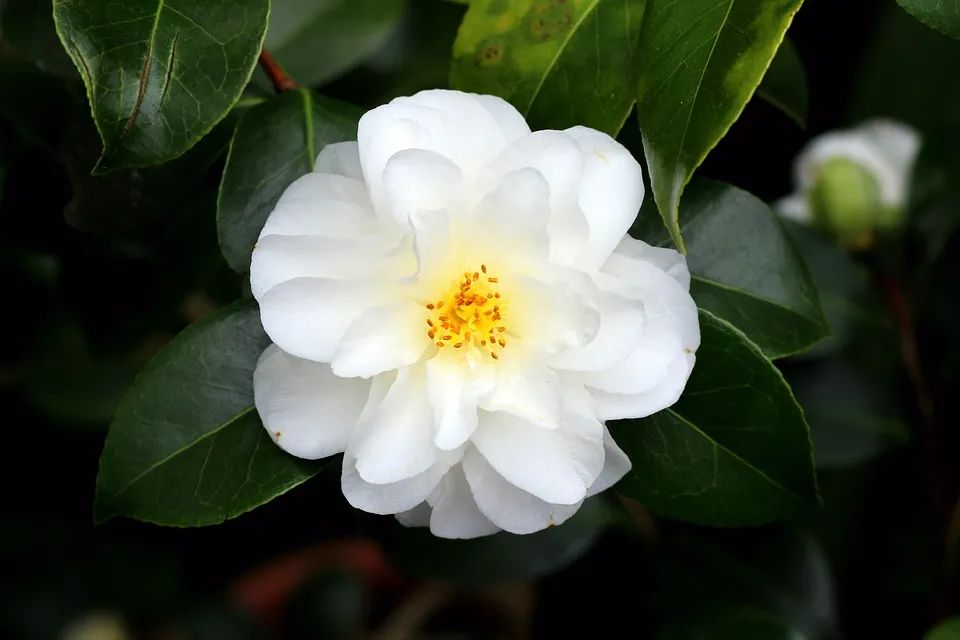 白山茶我爱你朴素也爱你奢华花名册no00015