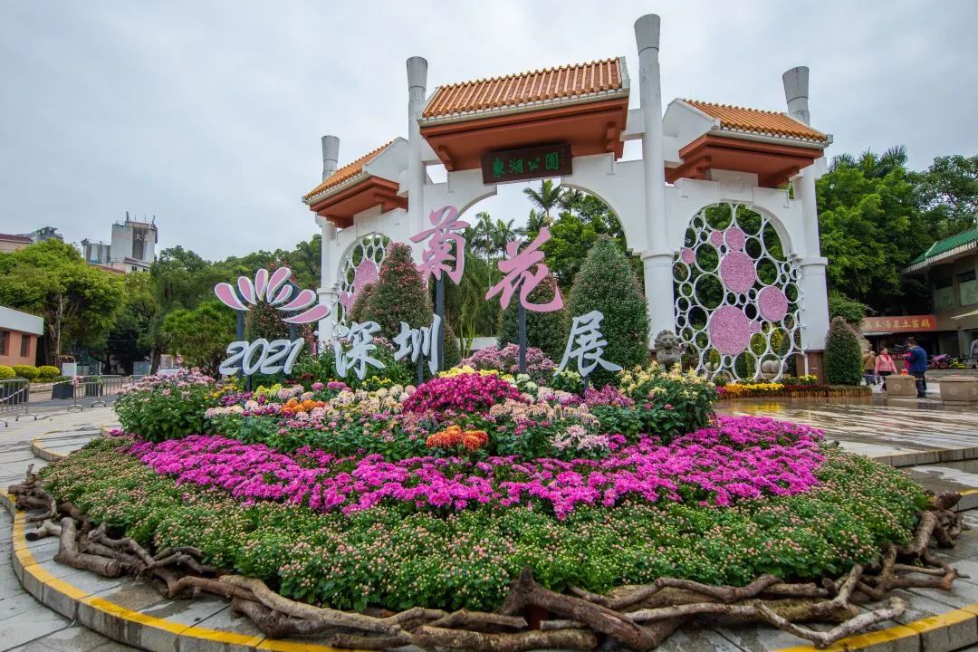 人气爆棚的菊花展来啦!快来东湖公园打卡