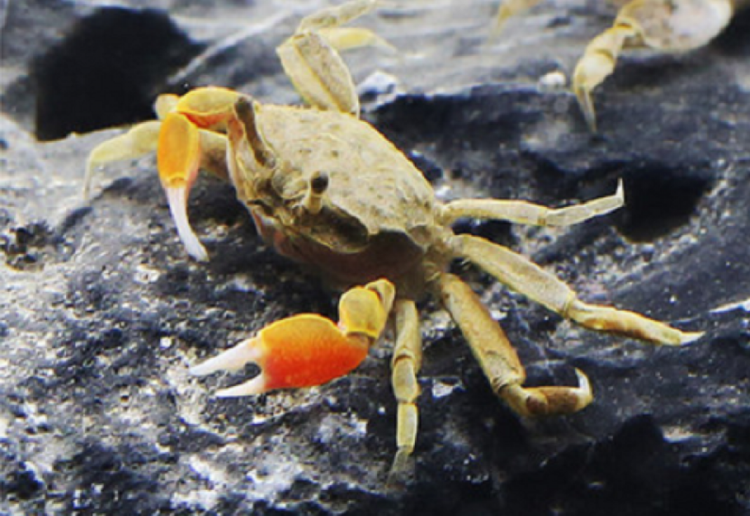 豹点蟹可以和鱼一起养吗?