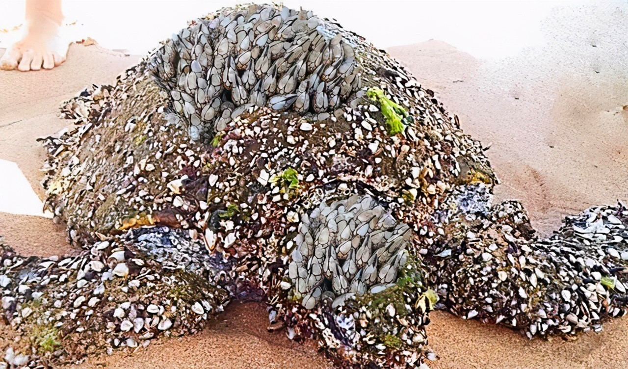 海洋中遭人唾弃的藤壶,到底有多可怕?看看鲸,海龟的下场就懂了