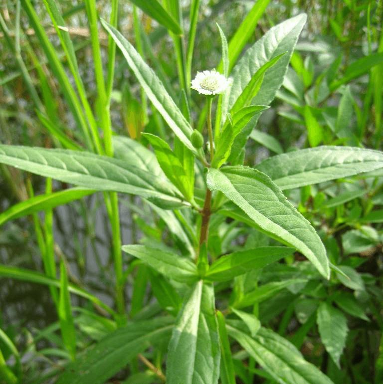 还你一头乌黑长发 ——防治"白发症"常用中草药解析