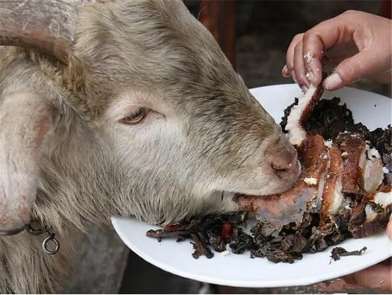 食草动物能吃肉,食肉动物能否吃草?为什么?