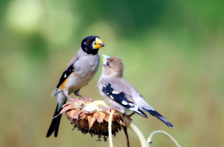 蜡嘴鸟下蛋到出窝需要多少天?
