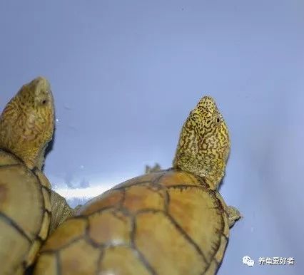 养龟界的永恒话题居然是它,没想到啊