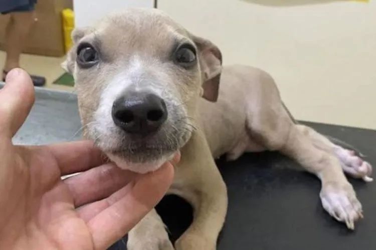 澳洲猎猪犬幼崽,被纯素食喂养,来自主人扭曲的爱,小狗还能活吗