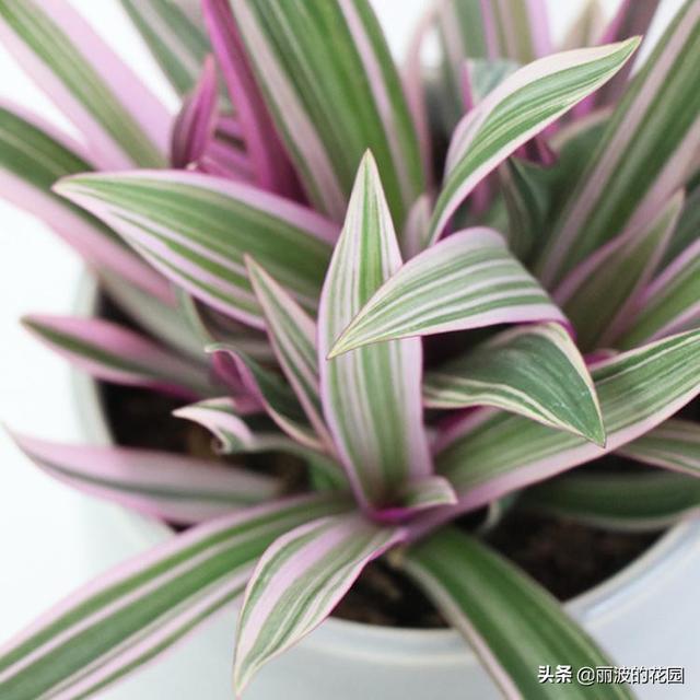 蚌兰锦非常好看的植物,叶片出锦彩色,日照增加叶片局部变粉