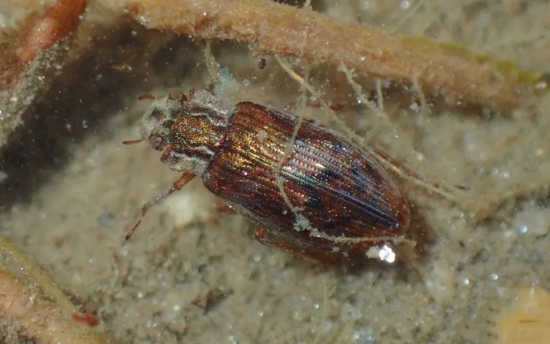 病虫害科普丨麦沟牙甲的危害与防治