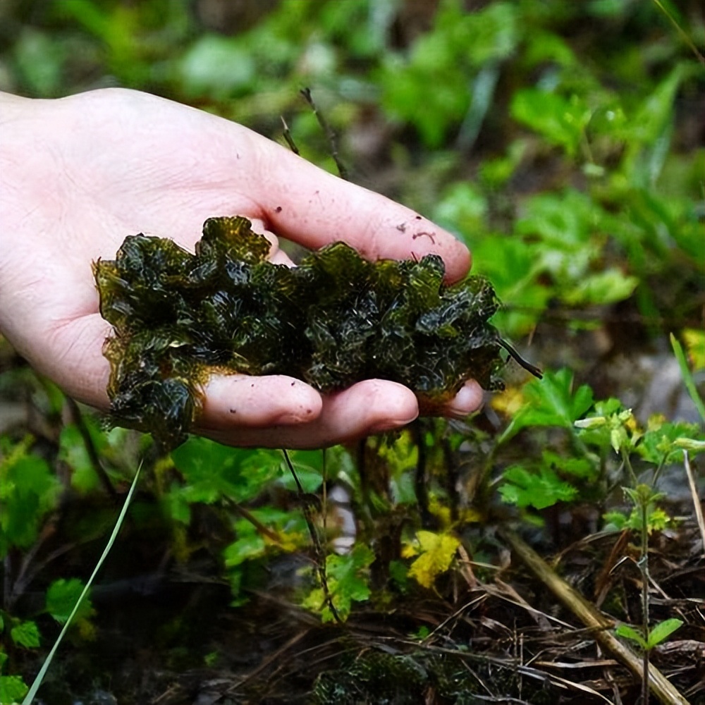 地皮菜也称耕地菜怎么种植