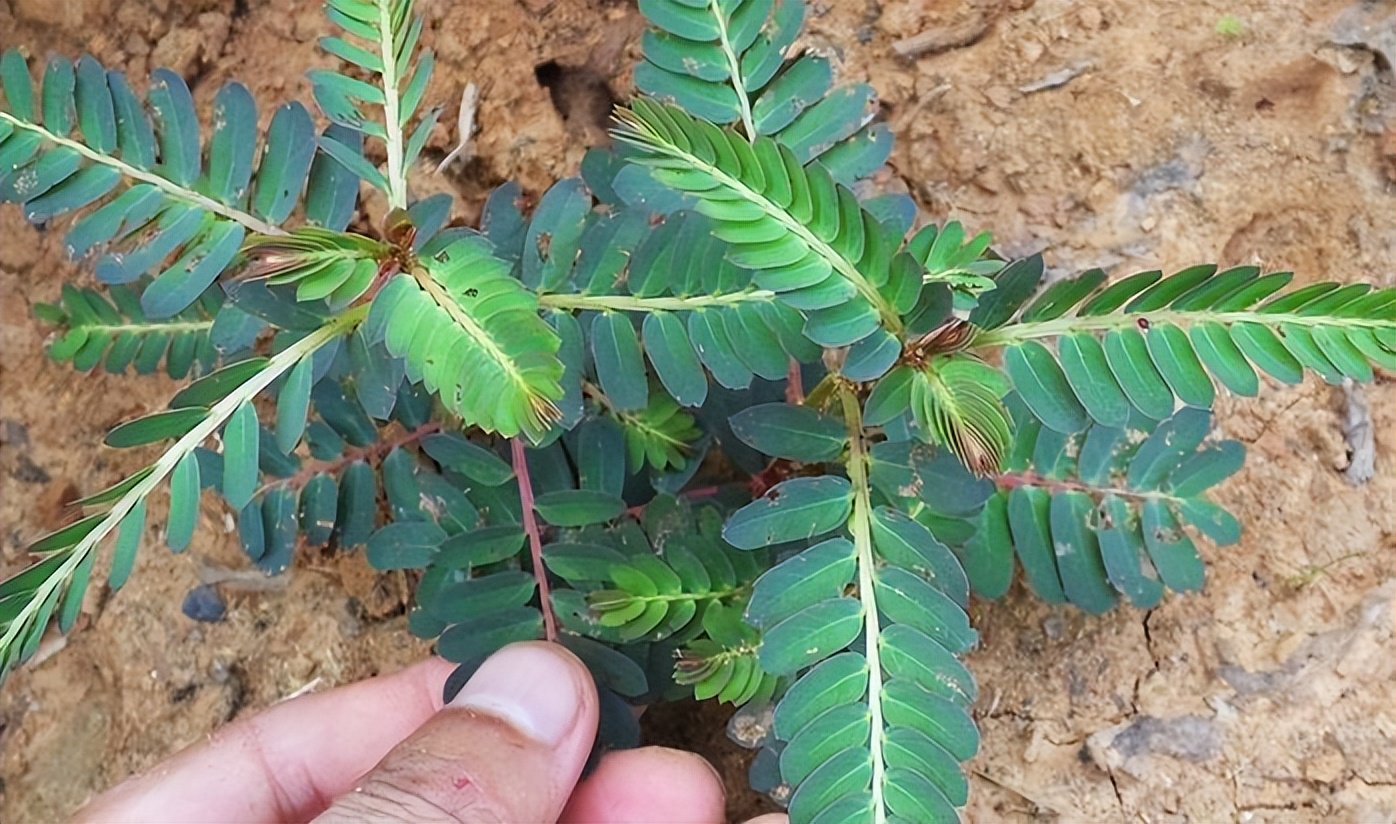 叶下珠又叫夜合草,全身都是宝,现在越来越少了,采点回家备用