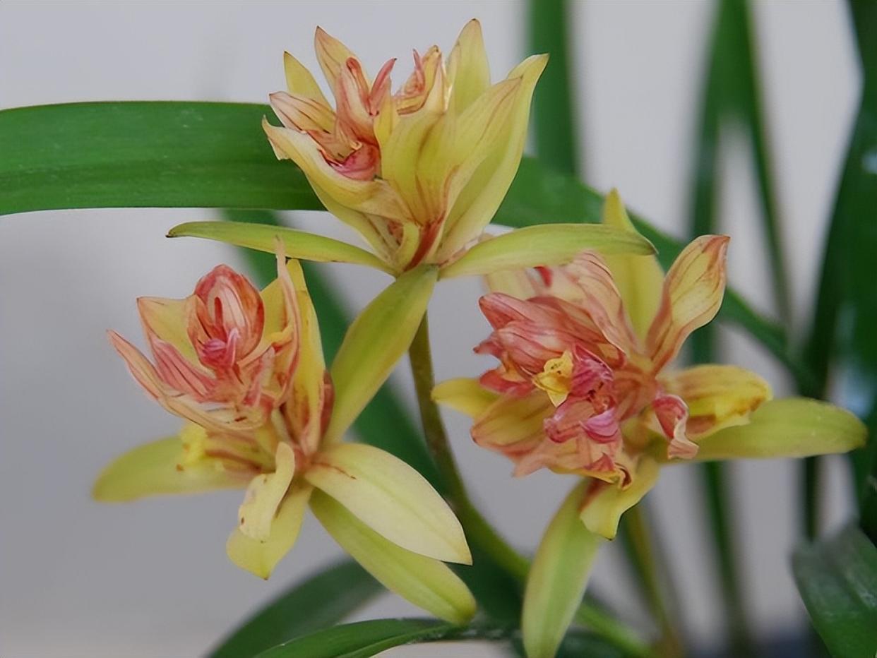 富山奇蝶兰花,花型奇特,花色艳丽,香气怡人,新手也能养好