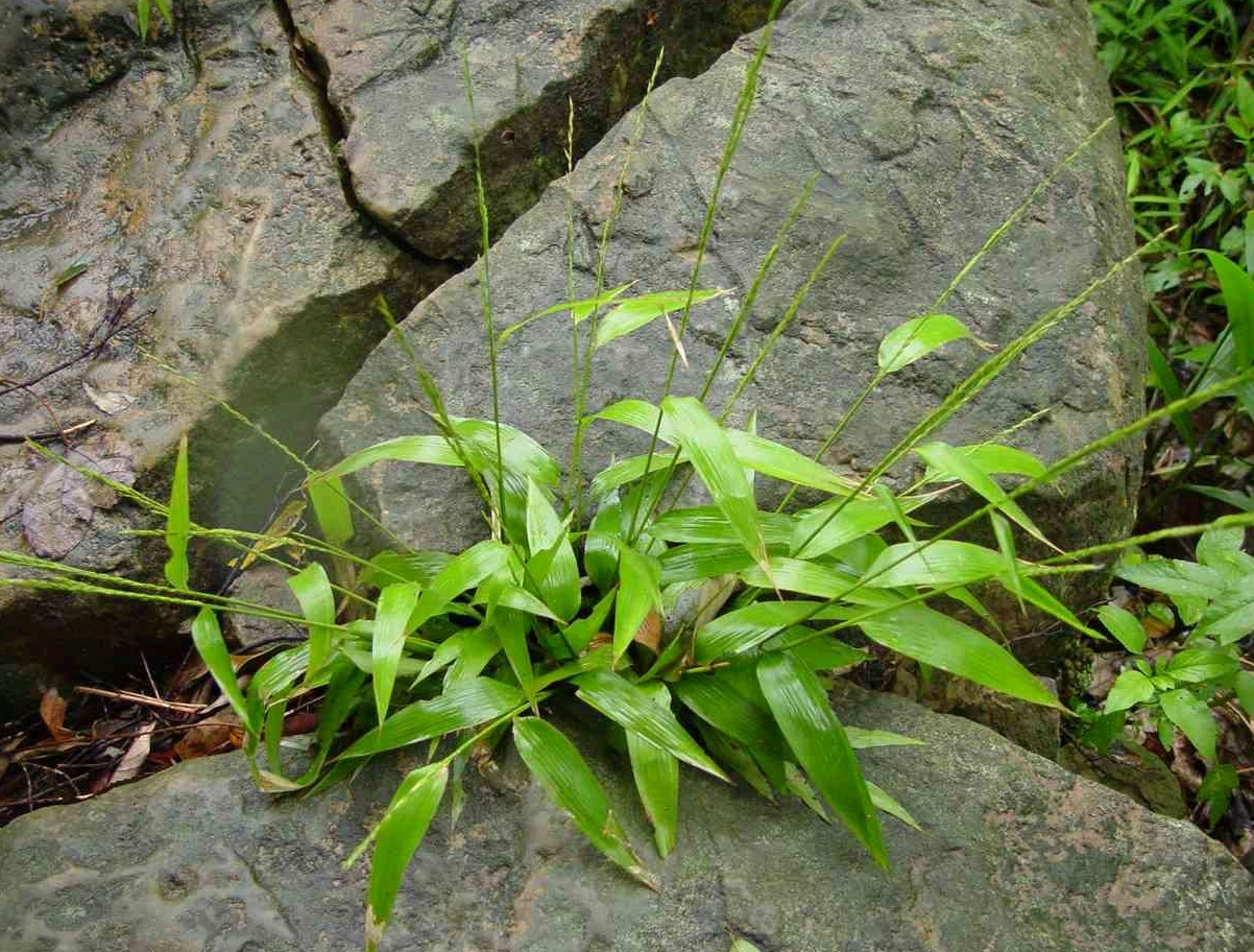 农村常见的3种"凉茶草",秋季煮水喝有妙用,了解下