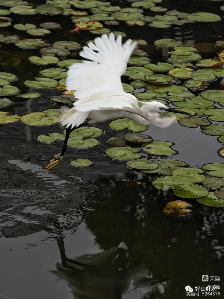 幽艳枕水眠,鹭影舞翩跹|庄莉红