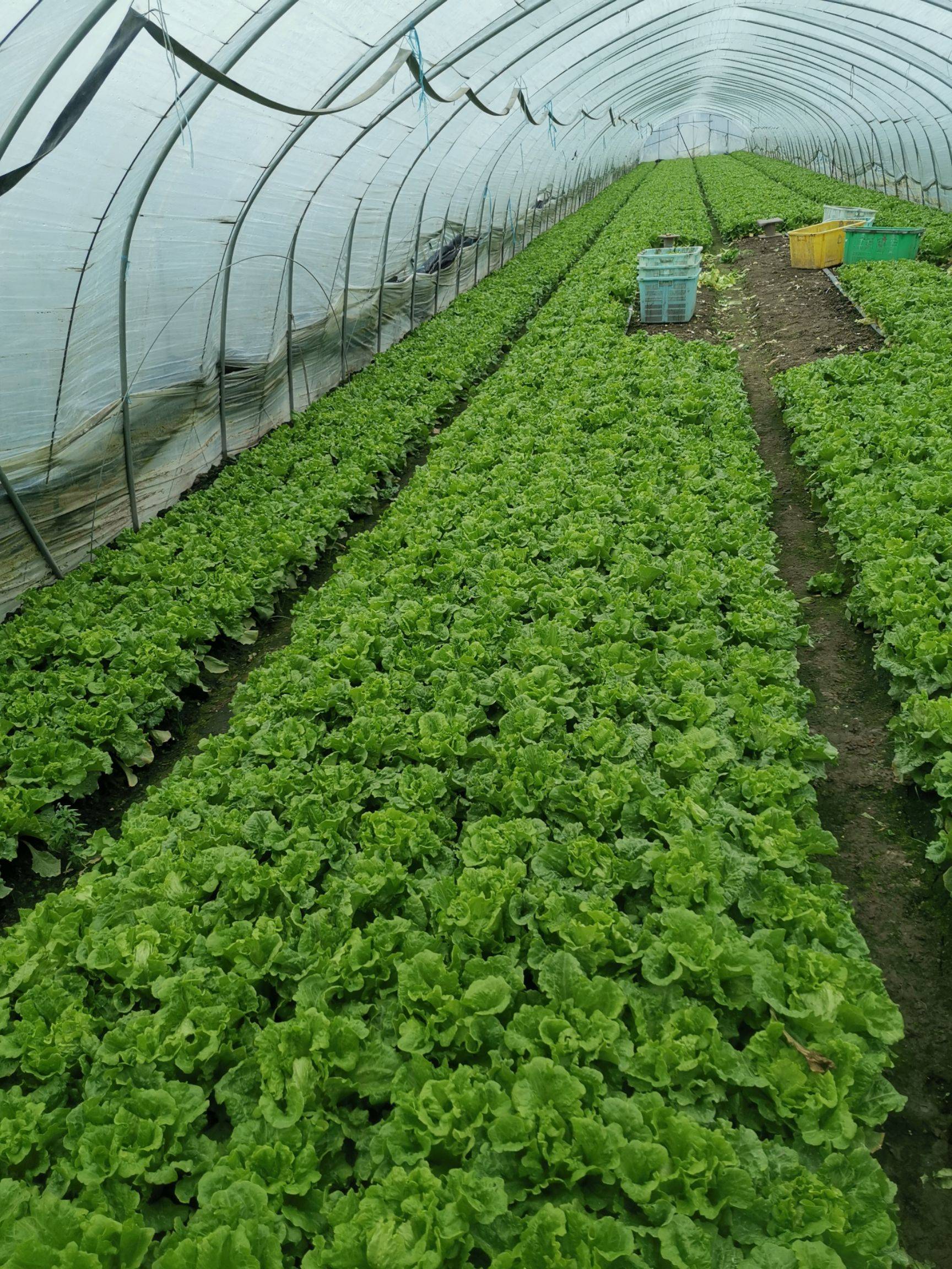 生菜适合冬天种吗