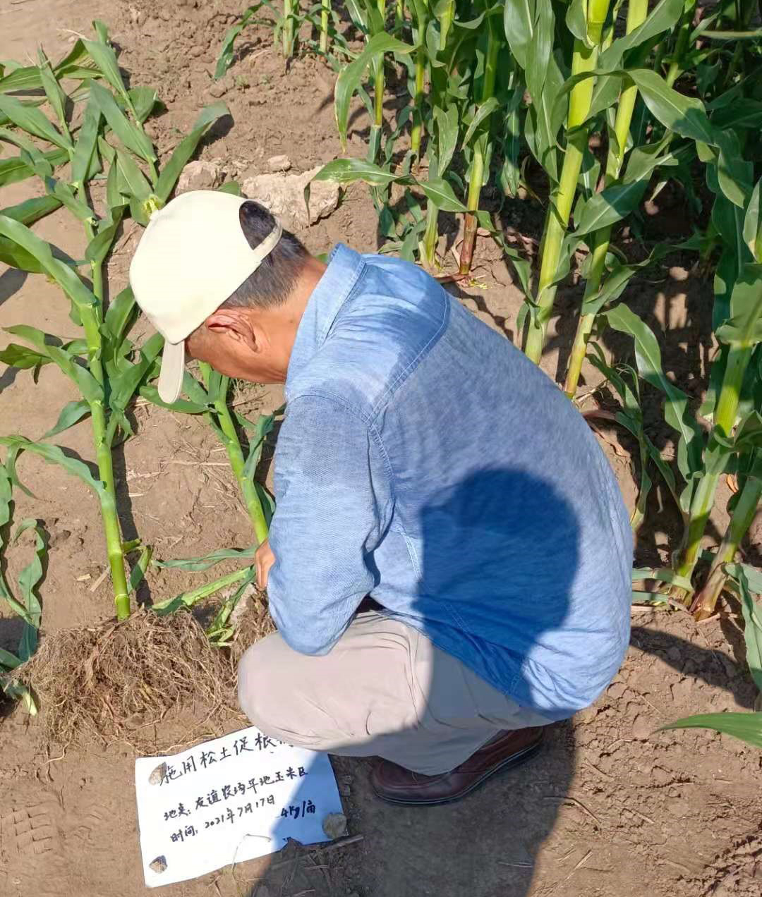 张慎举教授在应用松土促根剂的玉米示范田观测