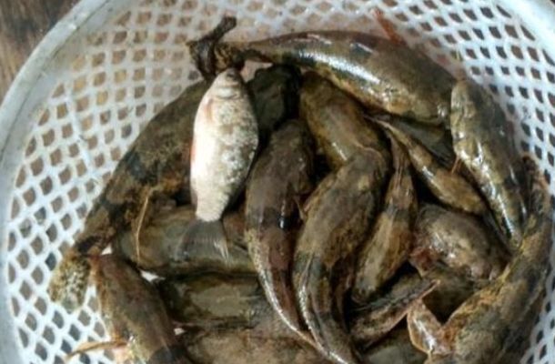 这个稀罕物俗称"爬地虎",以前泛滥没人要,如今一斤100多块